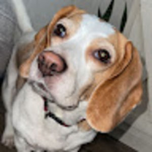 Meet your Posher, Dillon